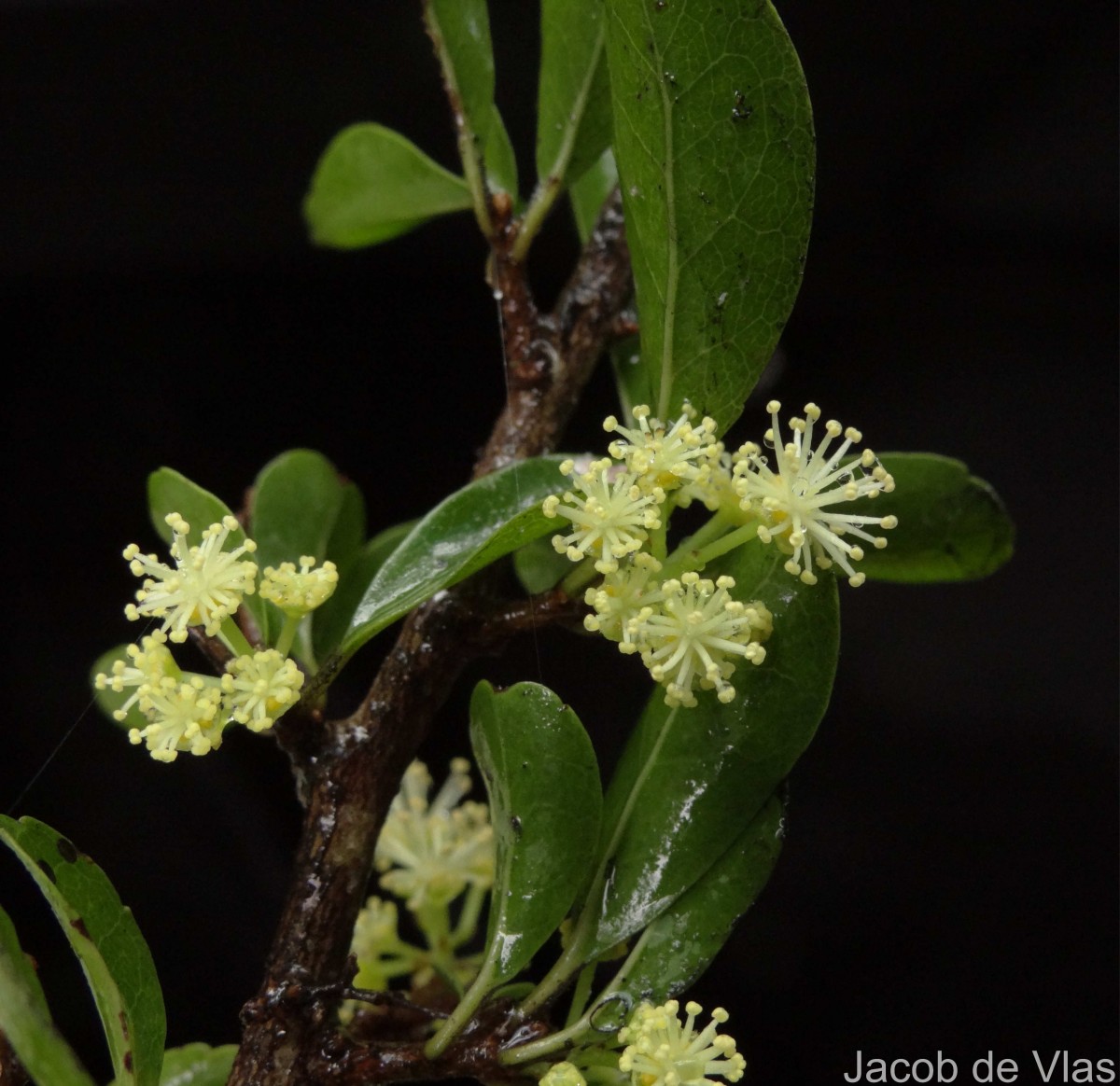 Flacourtia indica (Burm.f.) Merr.